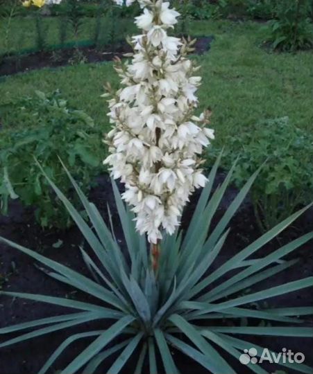 Юкка нитчатая