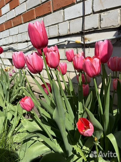 Луковицы тюльпанов