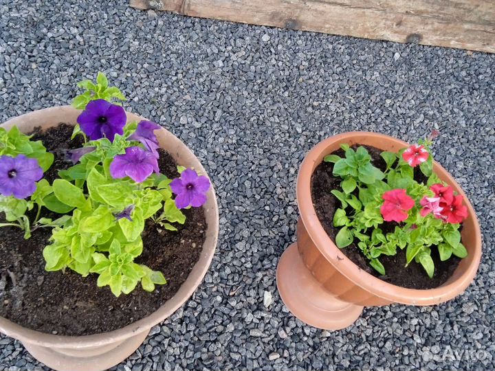 Рассада петунии, бархатцы, вербена