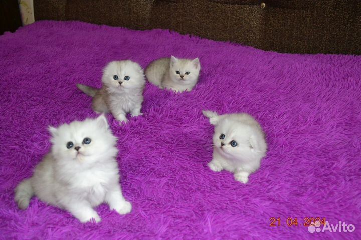 Шотландские котята