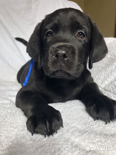 Лабрадор ретривер щенки