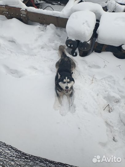 Сибирский хаски