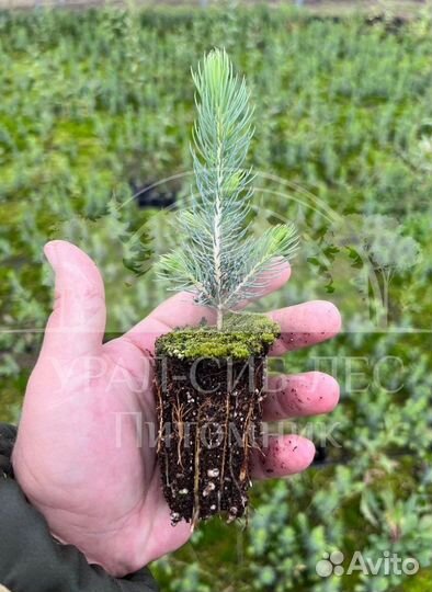 Голубая Ель сеянцы в кассетах саженцы зкс