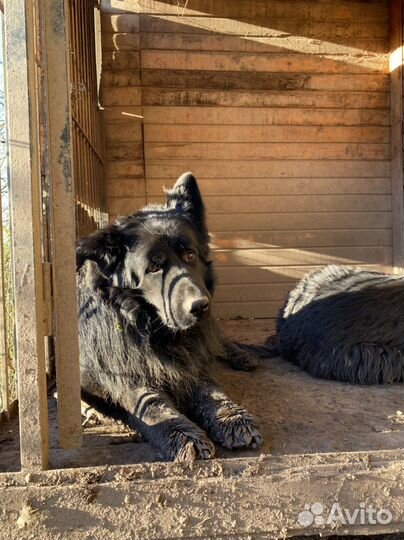 Собака немецкая овчарка