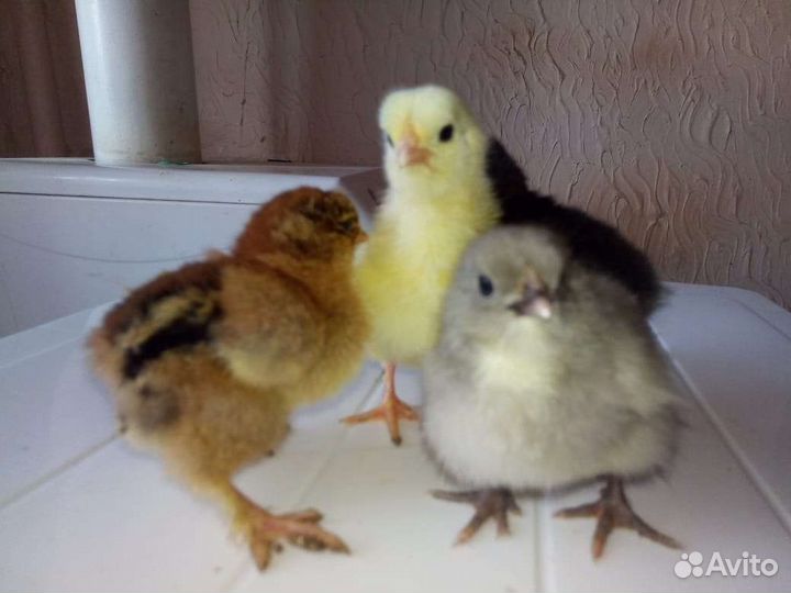 Цыплята Помесь орпингтон, брама, серебро, доминант