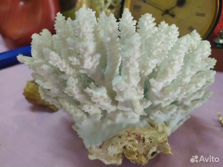 Коралл рапан ракушка натуральные