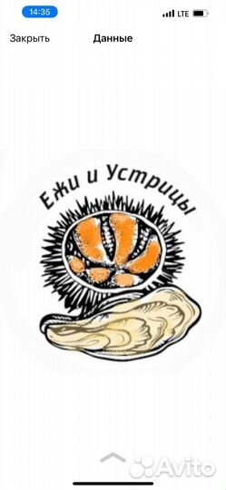 Морской Гребешок живой