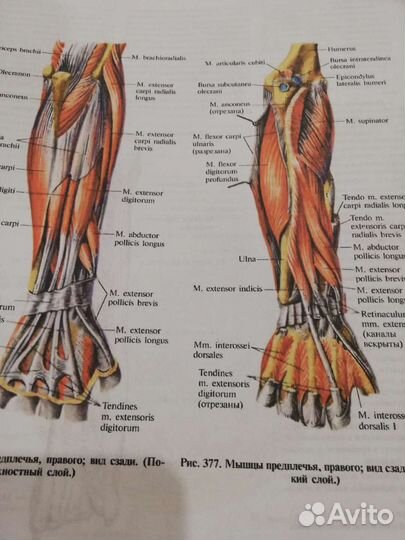 Атлас Анатомии Человека Синельников, 4 тома