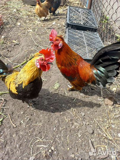 Петух бентамка