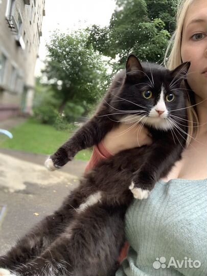 Черно-белая кошка окрас маркиз