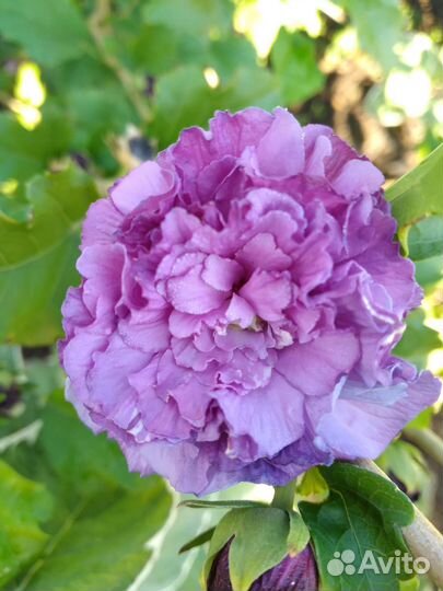 Гибискус махровый кустовой и на штамбе