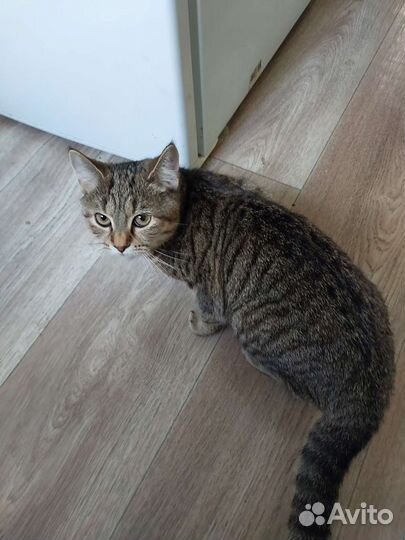 Кошка в добрые руки