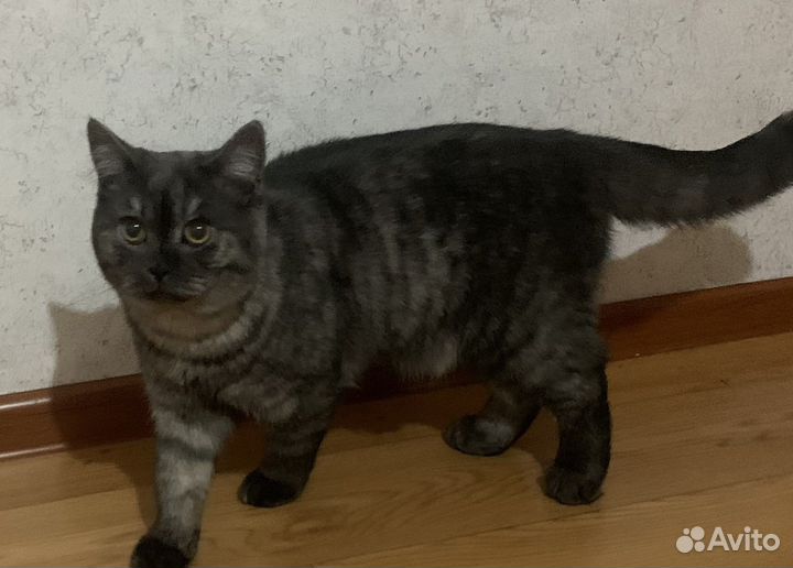 Шотландский кот вязка