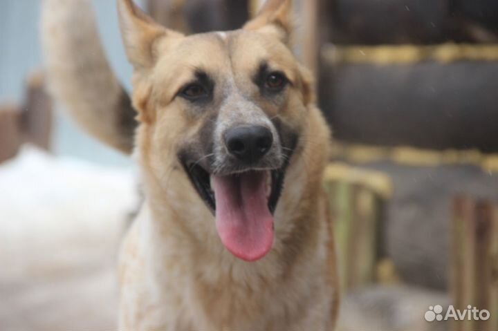 Собака в ответственные руки