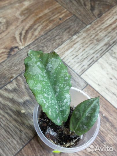 Хоя Ундилата