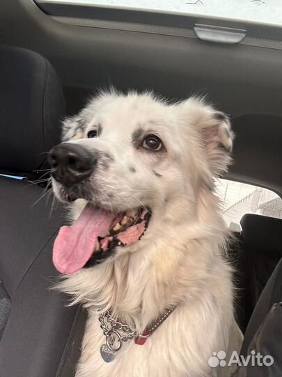 Харизматичный Антоша в поисках дома