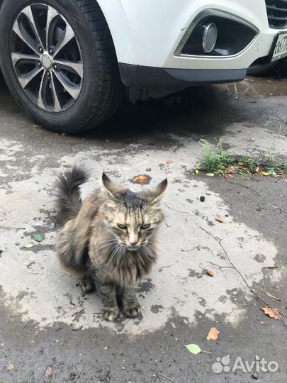 Кошки в добрые руки