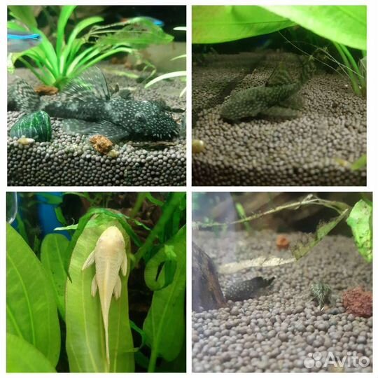 Принадлежности для аквариума, рыбки