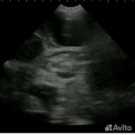 Узи для животных на дом