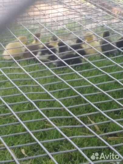 Утята мускусной утки