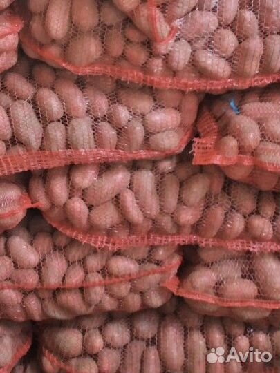 Картофель продовольственный