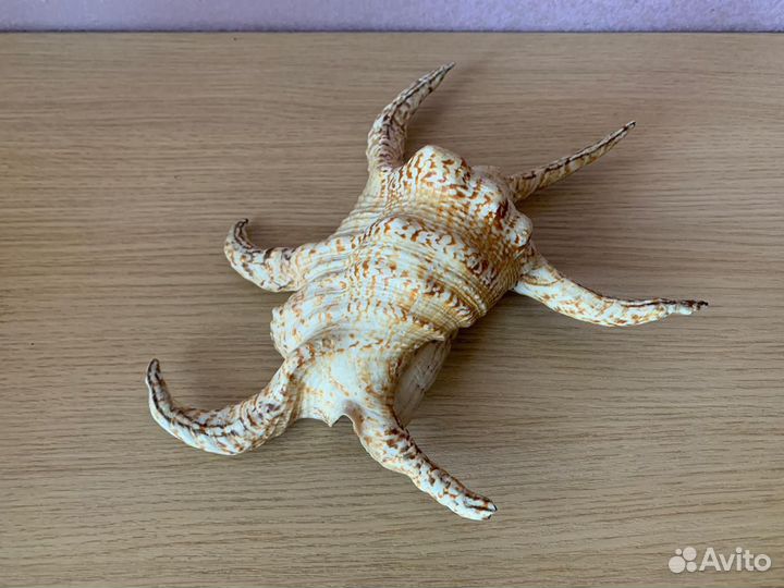 Ракушка красивая