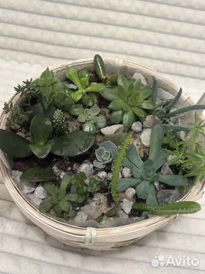 Флорариум суккуленты