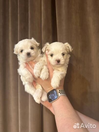 Мальтийская болонка