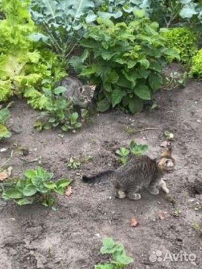 Котята