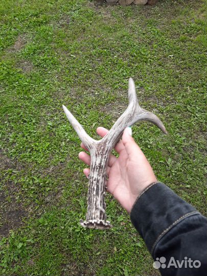 Продам рог косули