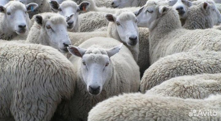 Овцы бараны