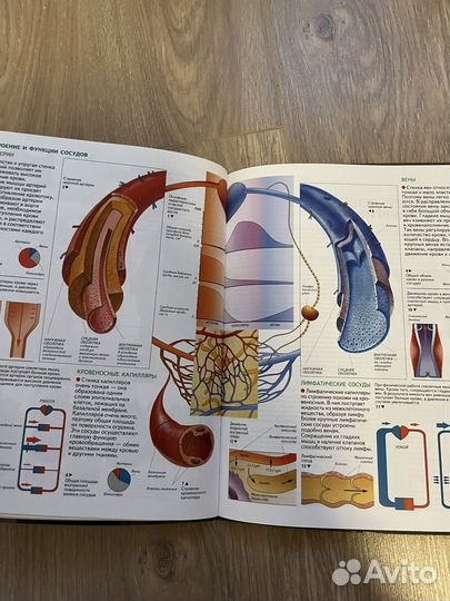 Атлас по анатомии барабанов