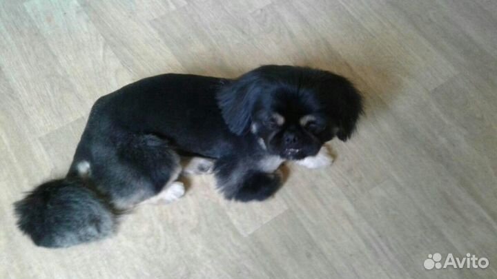 Стрижка, груминг собак Брянск (йорк, пекинес, шпиц