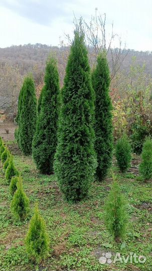 Саженцы Туи Смарагд 1, 2, 3 метра