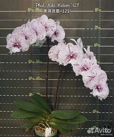 Орхидея Miki Meteor