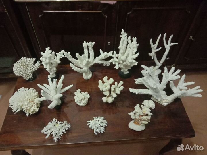Кораллы и ракушки