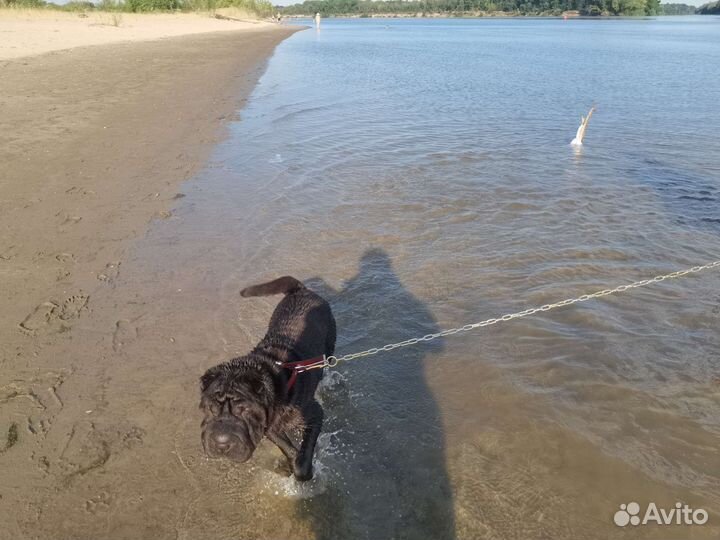 Шарпей девочка вязка