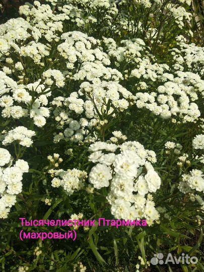 Цветы многолетние Бадан, Вербейник, Тысячелистник