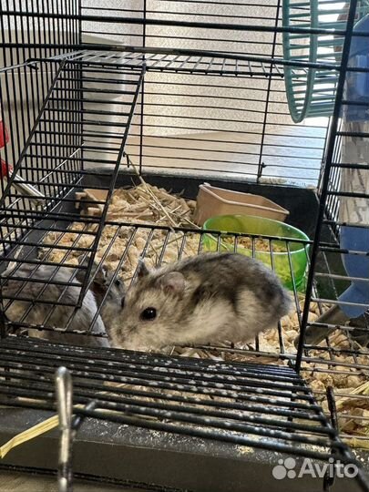 Джунгарские хомячки с клеткой