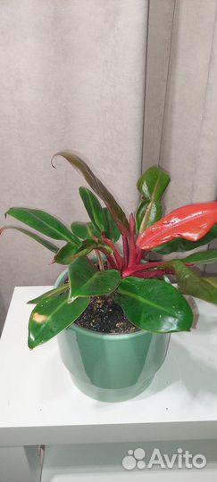 Филодендрон принц оранж