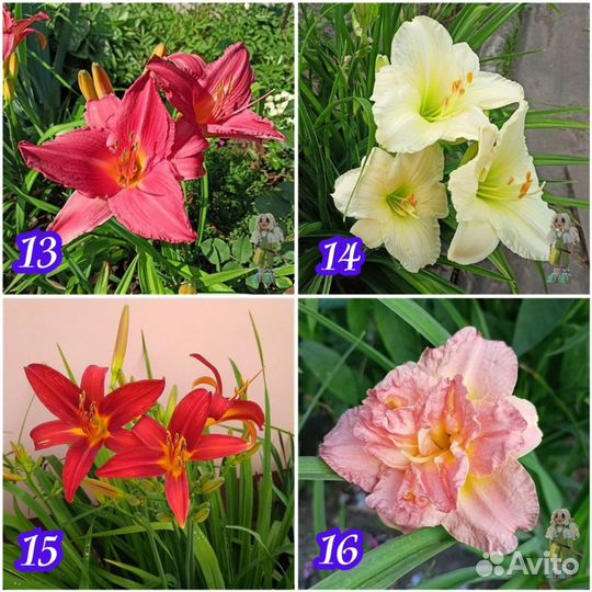 Лилейник сортовой Цветы для сада