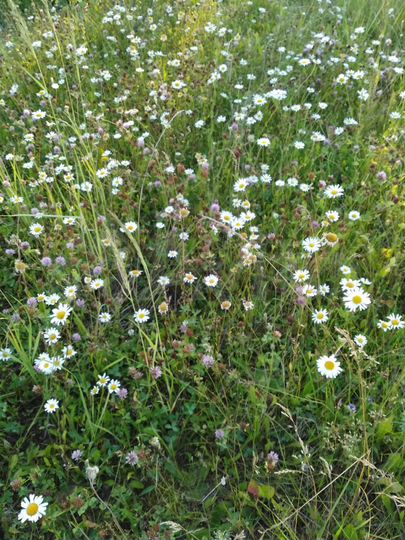 Участок 3 сот. (СНТ, ДНП)