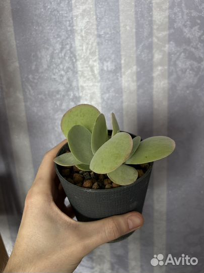 Суккуленты