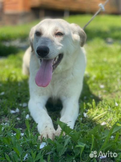 Метис лабрадора в дар