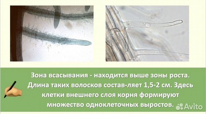 Репетитор по биологии