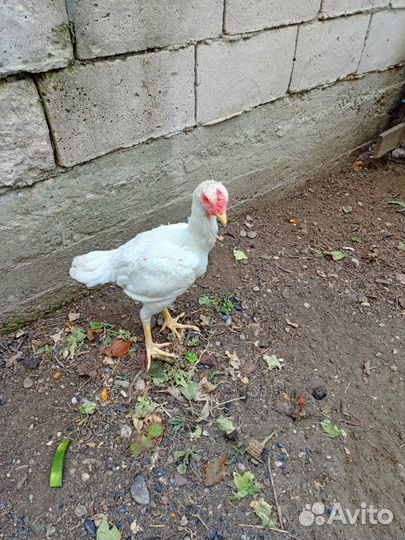 Бойцовая птица