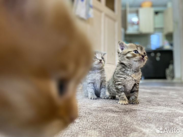 Шотландская вислоухая