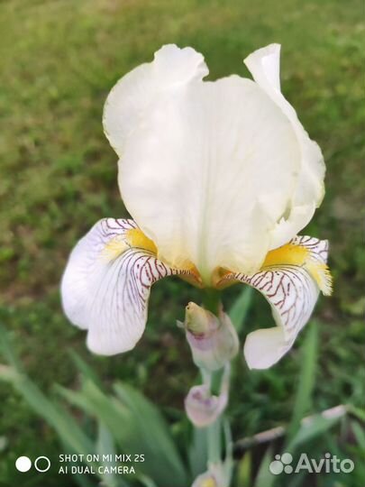 Ирисы сортовые