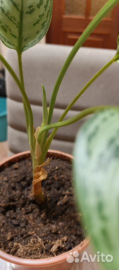 Аглаонема Сильвер Квин