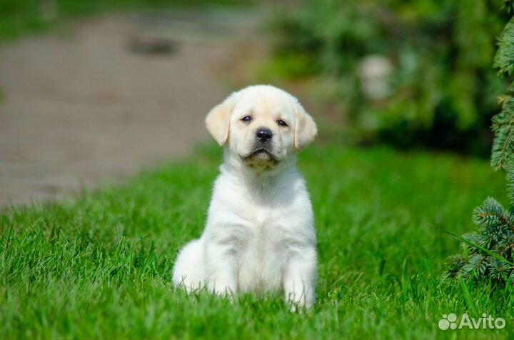 Продам щенков лабрадора